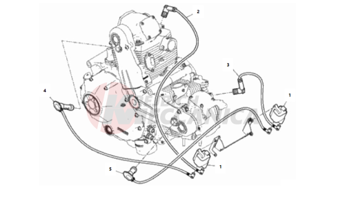 WIRING HARNESS (COIL)