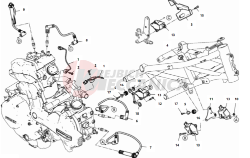 WIRING HARNESS (COIL)