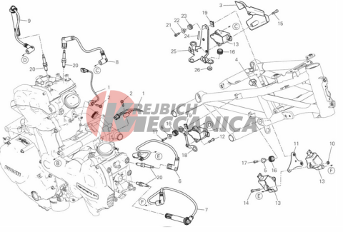 WIRING HARNESS (COIL)